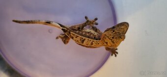 AKCE HALLOWEEN Pagekon řasnatý Correlophus cilliatus - 13