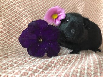 Morče - morčátko - 13