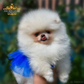 Pomeranian s PP FCI - 13