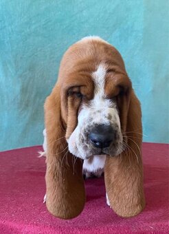 Štěňata Bassethound s PP - 13