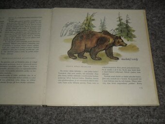 Herbář Krakonošův, Příroda v ČSSR, Ráj zvířat, Naše houby - 13