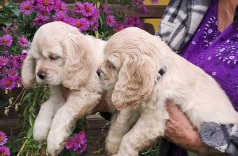Americký kokršpaněl-štěňátka/ American cocker spaniel - 13
