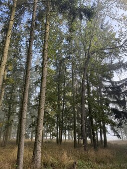 Prodám lesní pozemek v k.ú. Žichlice u Hromnic - 13