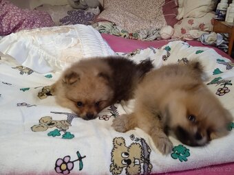 POMERANIAN - 13