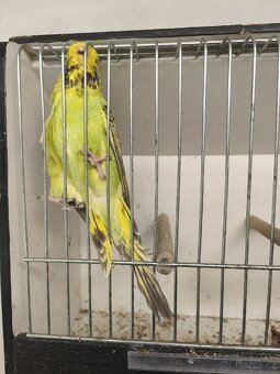 Výstavní andulky - 13