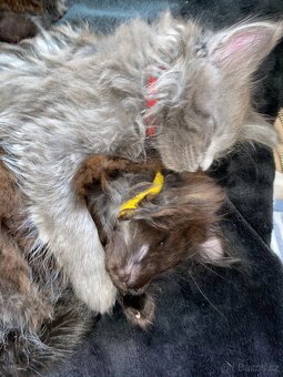 Čistokrevné mainské mývalí koťátko - blue smoked - holčička - 13