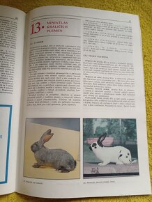 Domácí chov králíků - 13