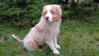 Australský ovčák s PP - red merle - 13