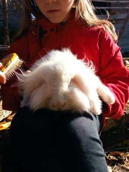 Zakrslý králík - 13