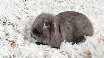Zakrslý beránek, králíček, králík - PEGAS - 13