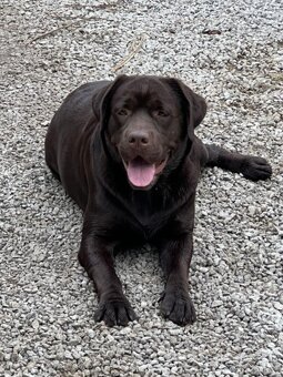 Labradorský retrívr s PP - 13