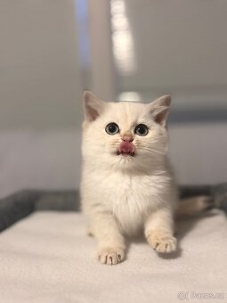 Britska koťata - 13