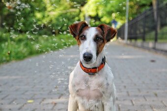 Canon EOS 650D + 2 objektivy + kompletní příslušenství - 13