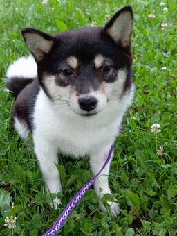 Shiba inu, štěňátko, fenečka. - 13