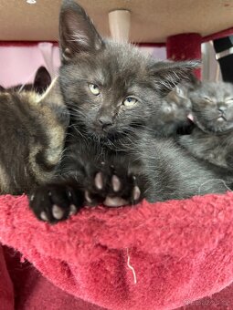 Mainská mývalí - 13