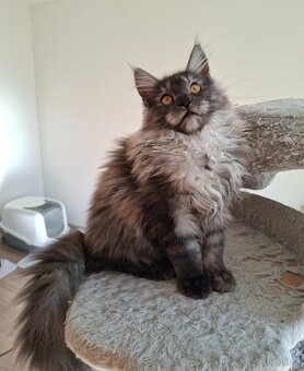 MAINE COON - Mainská mývalia s PP - 13