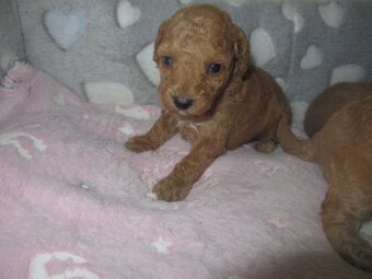 Maltipoo štěňátka - 13