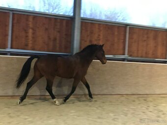 valach 9 let, 158 cm kůň pro ženu - 13