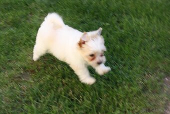 Yorkshire Terrier Golddust - 13