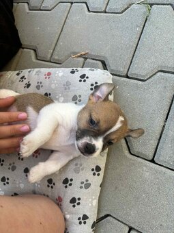 Jack Russell teriéra - 13