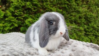 Zakrslý beránek, králíček, králík-HENRY - 13