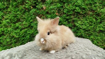 Zakrslý králík, králíček -(lvíček)-TESSIE - 13