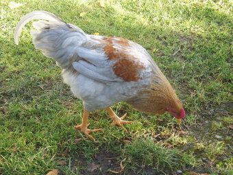 Prodám kohouta do chovu - 13