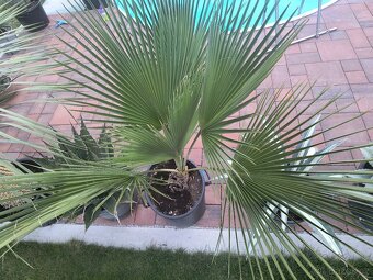 Sabal brazoriensis yucca juka - 13