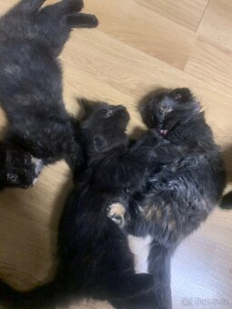 Britská koťátka - 13