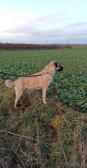 Kangal   štěňata - 13
