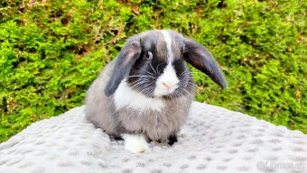 Zakrslý beránek, králíček, králík - TEA - 13