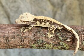 Pagekon řasnatý / ciliatus - 13