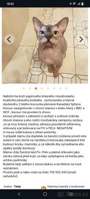 Kanadský sphynx - 13