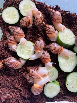 Oblovka síťkovaná (Lissachatina reticulata) 🐌 - 13