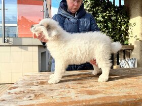 Prodej štěňátek Pyrenejský horský pes s průkazem původu - 13