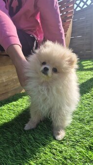 Pomeranian Creme - čistokrevný kluk - 13