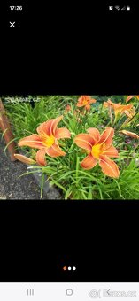 Přebytky ze zahrady - 13