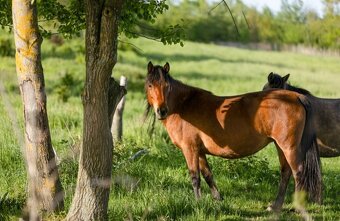 Huculská klisna, hucul, rekreace, vyjížďky, hipoterapie. - 13