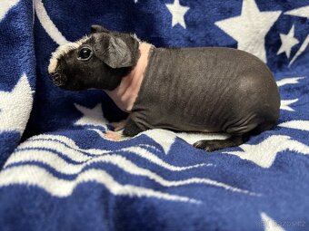 Skinny morče, samečci s PP - 13