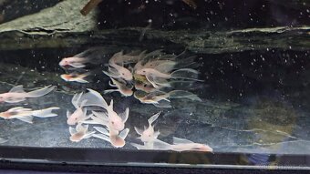 Pleco, Hypancistrus, Ancistrus long fin, sumce - 13
