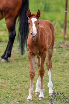 LETOŠNÍ HŘEBEC K ZAMLUVENÍ - 13
