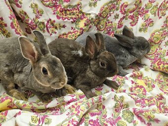 Zakrslý králíček - 13