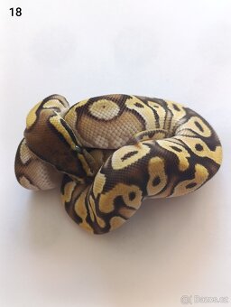 Krajta královská / Python regius - 13