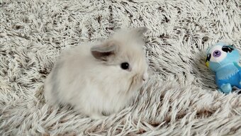 Zakrslý králík, králíček-(lvíček)-VIKTOR - 13