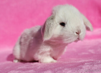 Zakrslí beránci NHD samečci . - 13