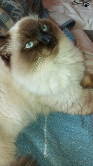 Ragdoll kocur na krytie - 13