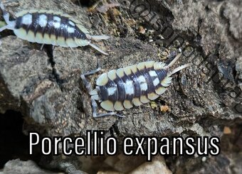 Isopody, mnohonožky, chvostoskoci ŽE, posílám - 13