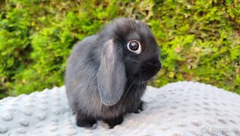Zakrslý beránek, králíček, králík - PIPER - 13