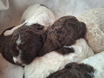 Lagotto romagnolo s PP ( italský vodní pes ) - 13