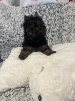 Jorkširský teriér s PP - 13